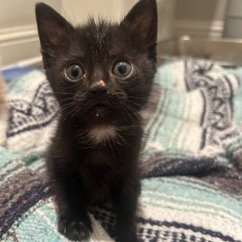 Domestic Short Hair Cats Available for Adoption in Dallas, Texas - Ferb | PetCurious
