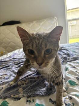 Weezie -  Domestic Short Hair Cat for Adoption in Salisbury, North Carolina - Weezie | PetCurious