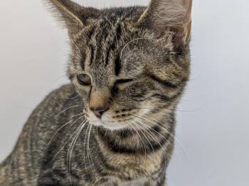 Tawny -  Domestic Short Hair and Affenpinscher Cat for Adoption in Powell, Ohio - Tawny | PetCurious