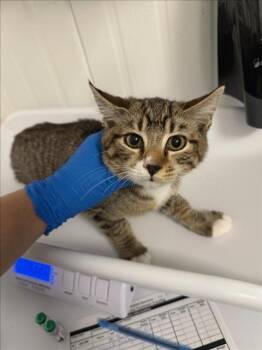 Rescue Domestic Short Hair Cats for Adoption in Woodland, California - *COLT | PetCurious