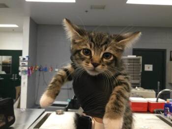 Domestic Short Hair Cats Available for Adoption in Thousand Palms, California - HARRISON | PetCurious