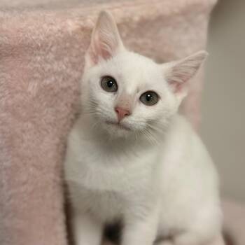 Stitch -  Domestic Short Hair Cat for Adoption in Gainesville, Florida - Stitch | PetCurious