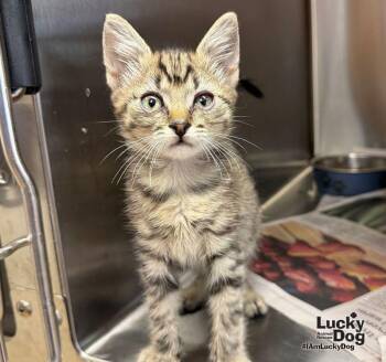 DJ -  Domestic Short Hair and Tabby Cat for Adoption in Washington, District Of Columbia - DJ | PetCurious