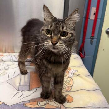 Petunia -  Domestic Long Hair Cat for Adoption in Providence, Rhode Island - Petunia | PetCurious