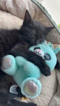 LILLY -  Domestic Short Hair Cat for Adoption in Aurora, Colorado - LILLY | PetCurious