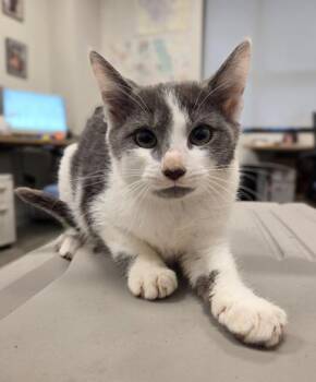 Domestic Short Hair Cats Available for Adoption - Besitos | PetCurious