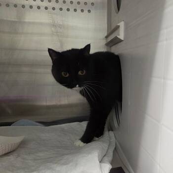 Domestic Short Hair Cats Available for Adoption in Chattanooga, Tennessee - Smalls | PetCurious