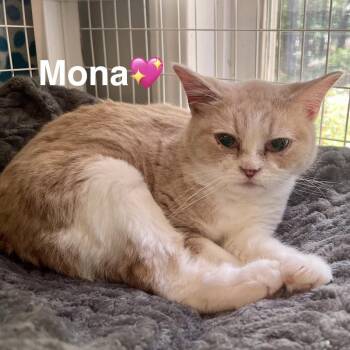 Manx Cats Available for Adoption in Peachtree City, Georgia - Mona | PetCurious
