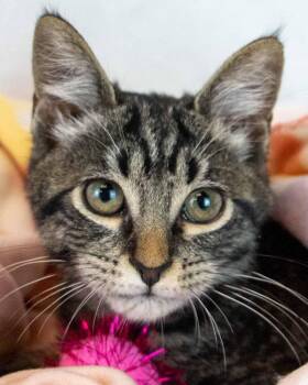 Domestic Short Hair and Tabby Cats Available for Adoption in Kennesaw, Georgia - Stardust | PetCurious