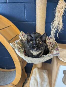 SAIN -  Domestic Short Hair Cat for Adoption in Athens, Alabama - SAIN | PetCurious