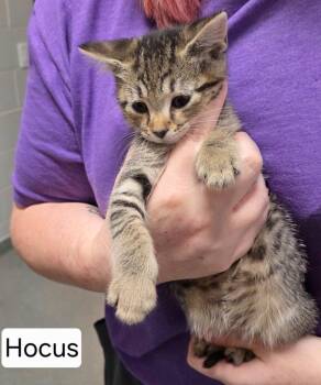 Pocus -  Domestic Short Hair Cat for Adoption in Chattanooga, Tennessee - Pocus | PetCurious