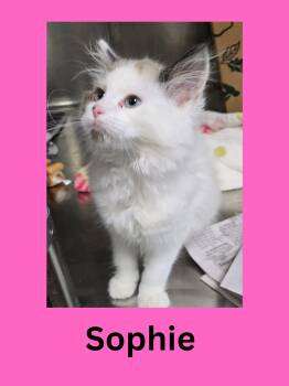 Rescue Domestic Long Hair Cats for Adoption in Ravenna, Ohio - Sophie | PetCurious