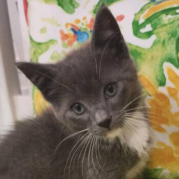 Tango -  Domestic Short Hair Cat for Adoption in Cumming, Georgia - Tango | PetCurious
