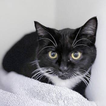 Domestic Short Hair Cats Available for Adoption in Hilton Head Island, South Carolina - April | PetCurious