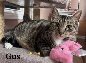 Tabby and Domestic Short Hair Cats Available for Adoption - Gus | PetCurious