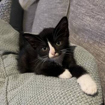 Miso-C -  Domestic Short Hair Cat for Adoption in East St. Louis, Illinois - Miso-C | PetCurious