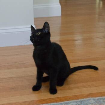 Niko (Naraku) -  Domestic Short Hair Cat for Adoption in Lunenburg, Massachusetts - Niko (Naraku) | PetCurious