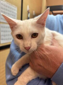 Domestic Short Hair Cats Available for Adoption - Zeke (FCID# 11/17/2025-23 Glen Mills PS) | PetCurious