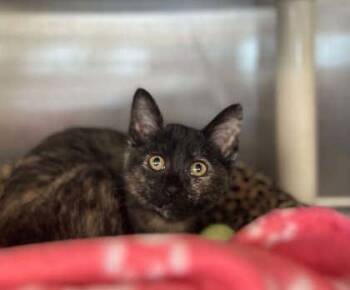 Mai -  Domestic Short Hair Cat for Adoption in Munster, Indiana - Mai | PetCurious