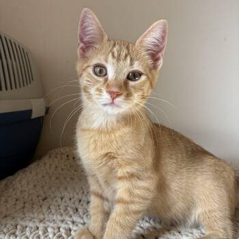 Charlie -  Domestic Short Hair Cat for Adoption in Mantua Township, New Jersey - Charlie | PetCurious