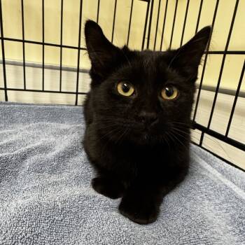 Rescue Domestic Short Hair Cats for Adoption - Danny Ocean | PetCurious