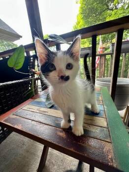 Boaz -  Domestic Short Hair Cat for Adoption in Johnson City, Tennessee - Boaz | PetCurious