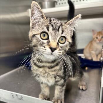 Baby -  Domestic Short Hair Cat for Adoption in Clavet, Saskatchewan - Baby | PetCurious