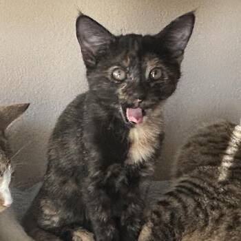 Koko -  Domestic Short Hair Cat for Adoption in Midland, Texas - Koko | PetCurious