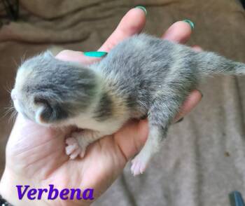 Verbena -  Domestic Short Hair Cat for Adoption in Portland, Indiana - Verbena | PetCurious