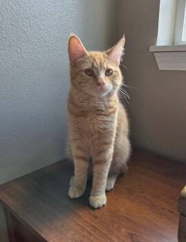 Domestic Short Hair Cats Available for Adoption in Arlington, Washington - Cayenne | PetCurious