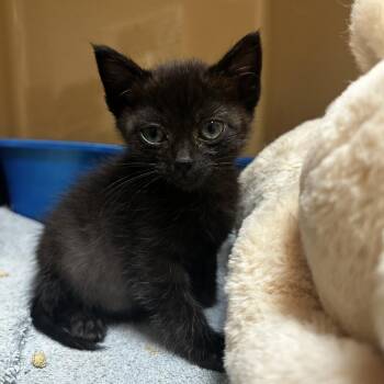 Void -  American Shorthair Cat for Adoption in Blue Ridge, Georgia - Void | PetCurious