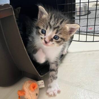 Fortune -  Domestic Short Hair Cat for Adoption in Lyndhurst, Virginia - Fortune | PetCurious
