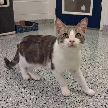 Grub -  Domestic Short Hair Cat for Adoption in Dayton, Ohio - Grub | PetCurious