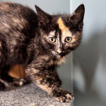 Rescue Domestic Short Hair Cats for Adoption in Hannibal, Missouri - Princess Peach Ring | PetCurious