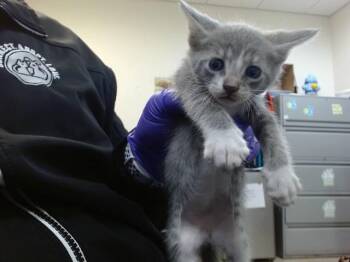 ALFIE -  Domestic Short Hair Cat Available for Adoption in Doral, Florida - ALFIE | PetCurious