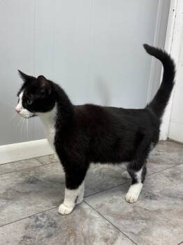 Percy -  Domestic Short Hair Cat for Adoption in Rochester, Indiana - Percy | PetCurious