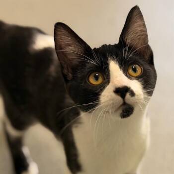 Finch -  Domestic Short Hair Cat for Adoption in Gainesville, Florida - Finch | PetCurious