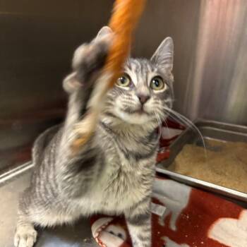 Amethyst Meadow -  Domestic Short Hair Cat for Adoption in Davenport, Iowa - Amethyst Meadow | PetCurious