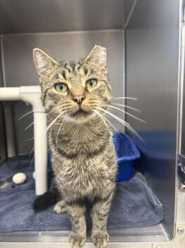 Bram -  Domestic Short Hair Cat for Adoption in Bowling Green, Ohio - Bram | PetCurious