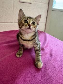 Tigger -  Domestic Short Hair Cat for Adoption in Marion, Ohio - Tigger | PetCurious