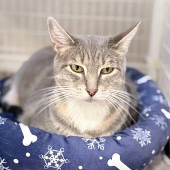 Shoku -  Domestic Short Hair Cat for Adoption in Medford, Oregon - Shoku | PetCurious