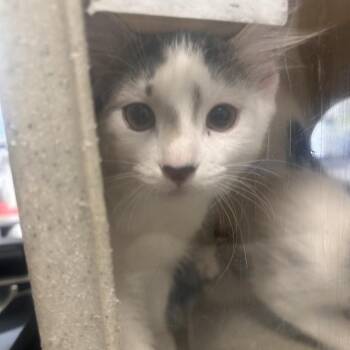 Domestic Short Hair Cats Available for Adoption - Fluffy | PetCurious