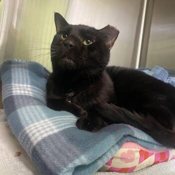 Sylvester -  Domestic Short Hair Cat for Adoption in Greenbelt, Maryland - Sylvester | PetCurious