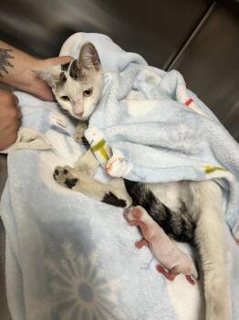 Zoi -  Domestic Short Hair Cat for Adoption in Oakdale, California - Zoi | PetCurious