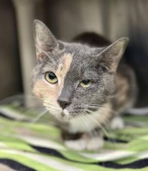 Quinn -  Domestic Short Hair Cat for Adoption in Athens, Georgia - Quinn | PetCurious