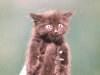 CHURCH -  Domestic Short Hair Cat for Adoption in Thousand Palms, California - CHURCH | PetCurious