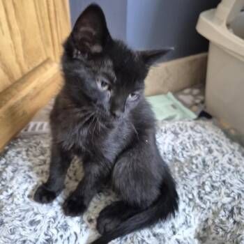 Daytona -  Domestic Short Hair Cat for Adoption in Buffalo, Minnesota - Daytona | PetCurious
