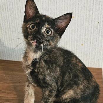 Penny -  Domestic Short Hair Cat for Adoption in Belleville, Illinois - Penny | PetCurious