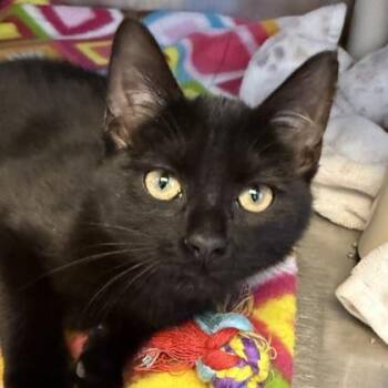 Rose -  Domestic Short Hair Cat for Adoption in Lansing, Michigan - Rose | PetCurious