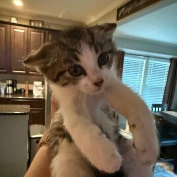 Piston -  American Shorthair Cat for Adoption - Piston | PetCurious